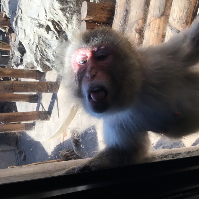旭山動物園