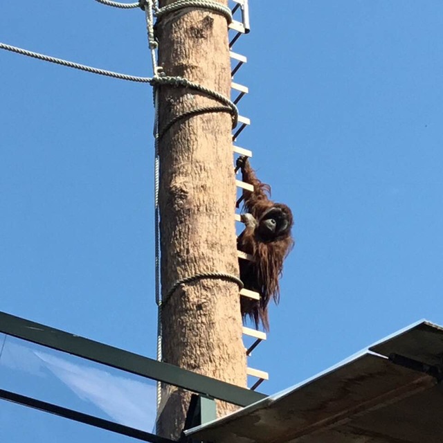 旭山動物園