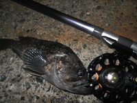 根魚夜釣り