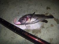 根魚夜釣り