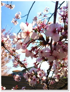 【近所の桜】