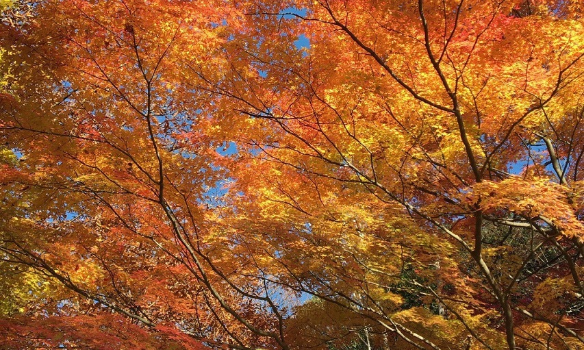 平日、秋の高尾山！