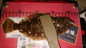 ［52］続・良型狙い知多アジング