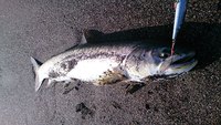 釣り三昧・・・