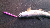 釣り三昧・・・