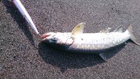 釣り三昧・・・
