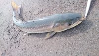 釣り三昧・・・
