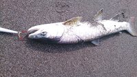 釣り三昧・・・