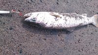 釣り三昧・・・