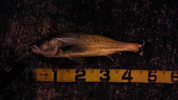 荒れ狂う海に潜む磯の王者ヒラスズキを撃て！の巻