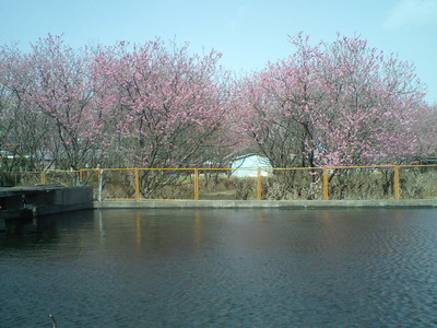 春の嵐！元田養鱒場