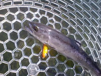 GW初日は・・・元田養鱒場