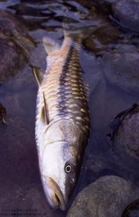 ゴールデン・マハシール（Golden Mahseer） 2009/11/26 11:38:45