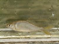 ヤリタナゴ(Tanakia lanceolata)