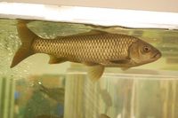 琵琶湖の鯉・野生型