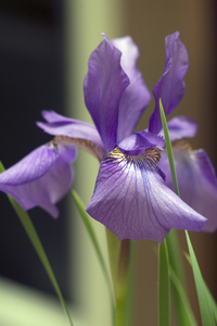 菖蒲（アヤメ）