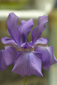 菖蒲（アヤメ）