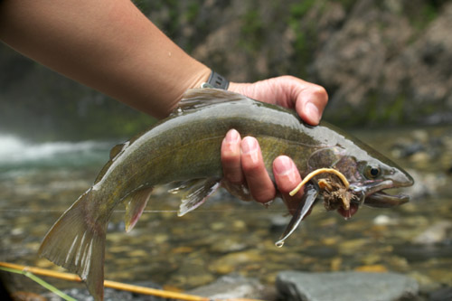 黒薙源流の岩魚