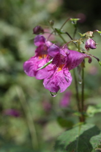 金剛登山　2012.9.24　～お花編～。