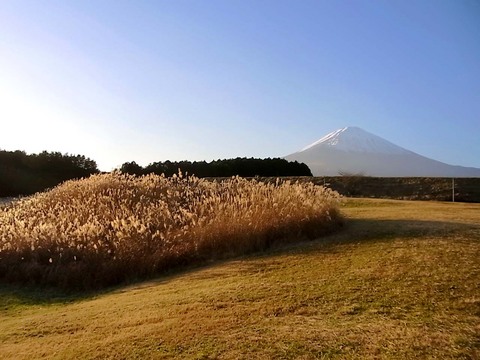 ひょっこり すすきっ島と名づけました！