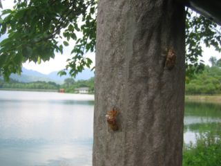遅くなりました、椛の湖です