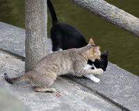 カワウソ二郎という女 2012/09/15 20:40:22