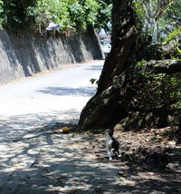 キジバト狩り 2012/07/09 20:39:36