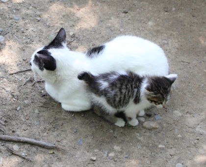 うし太郎と子猫（2012）