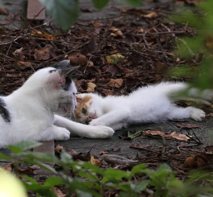 うし太郎と子猫