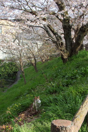 桜
