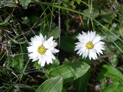 ヒマラヤに咲く　キク科の花