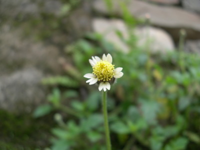 ヒマラヤに咲く　キク科の花