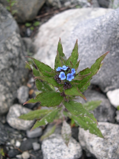 ヒマラヤに咲く　ムラサキ科の花