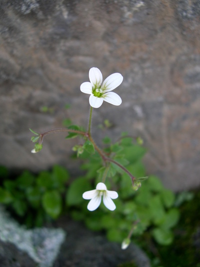 ヒマラヤトレッキング専門 サパナ 新着情報 ヒマラヤに咲く ユキノシタ科の花