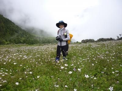 ２０１２年　夏　ブルーポピーに会いに行きます！