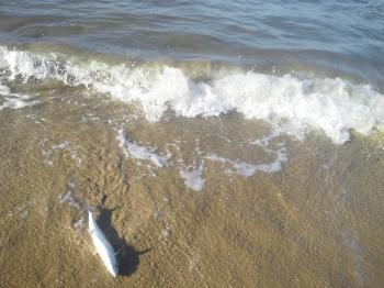 まだまだ熱いぞ！志賀島