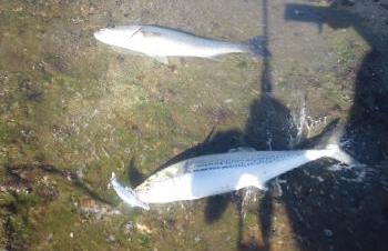 まだまだ熱いぞ！志賀島