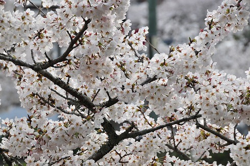 桜咲く！