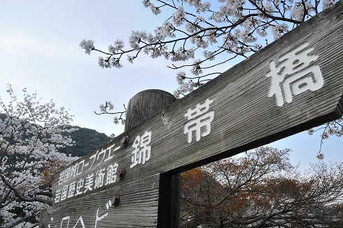 桜咲く！