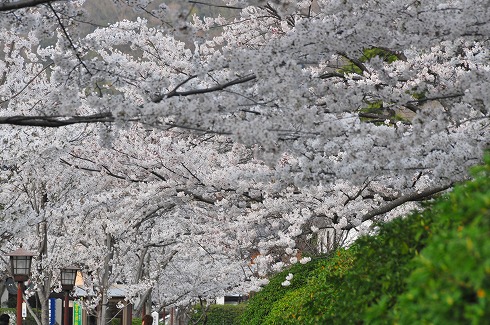 桜咲く！