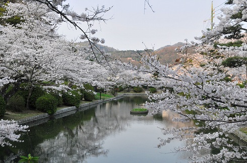 桜咲く！