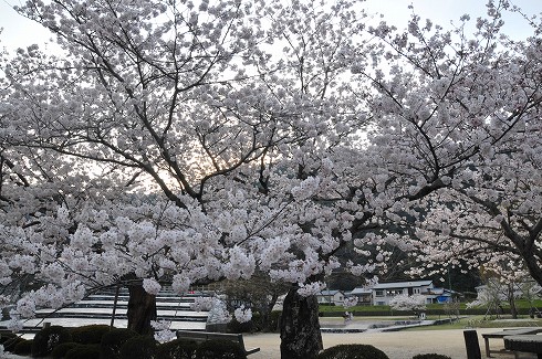 桜咲く！