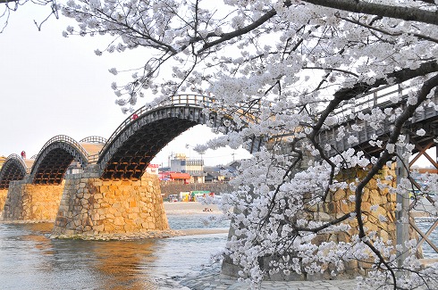 桜咲く！