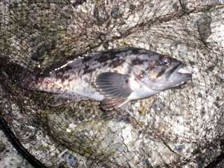 西港ねっと 根魚の肝 きも とキモ寄生虫