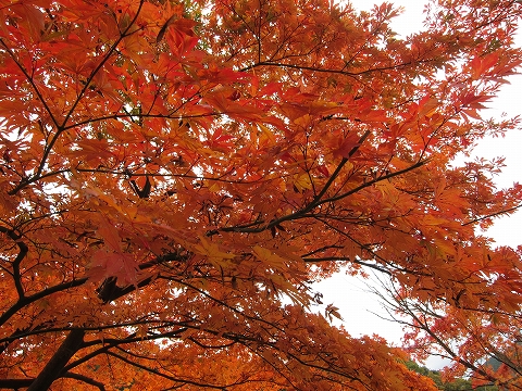 のんびりセローで セローで名栗湖 紅葉プチツーリング