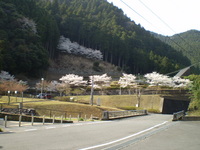 蜻蛉の滝の桜