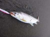 海野菜・・・ 2013/07/09 19:00:00