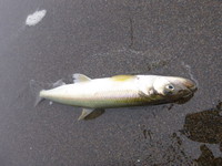 海野菜・・・