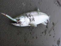 キビナゴ・・・