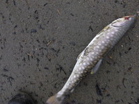 食べれるの？・・・ 2013/08/04 18:30:00